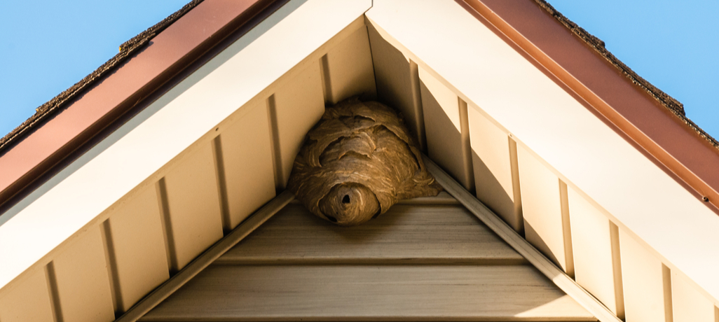 Signs That Pests Are Damaging Your Roof